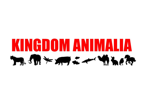 Kingdom Animalia