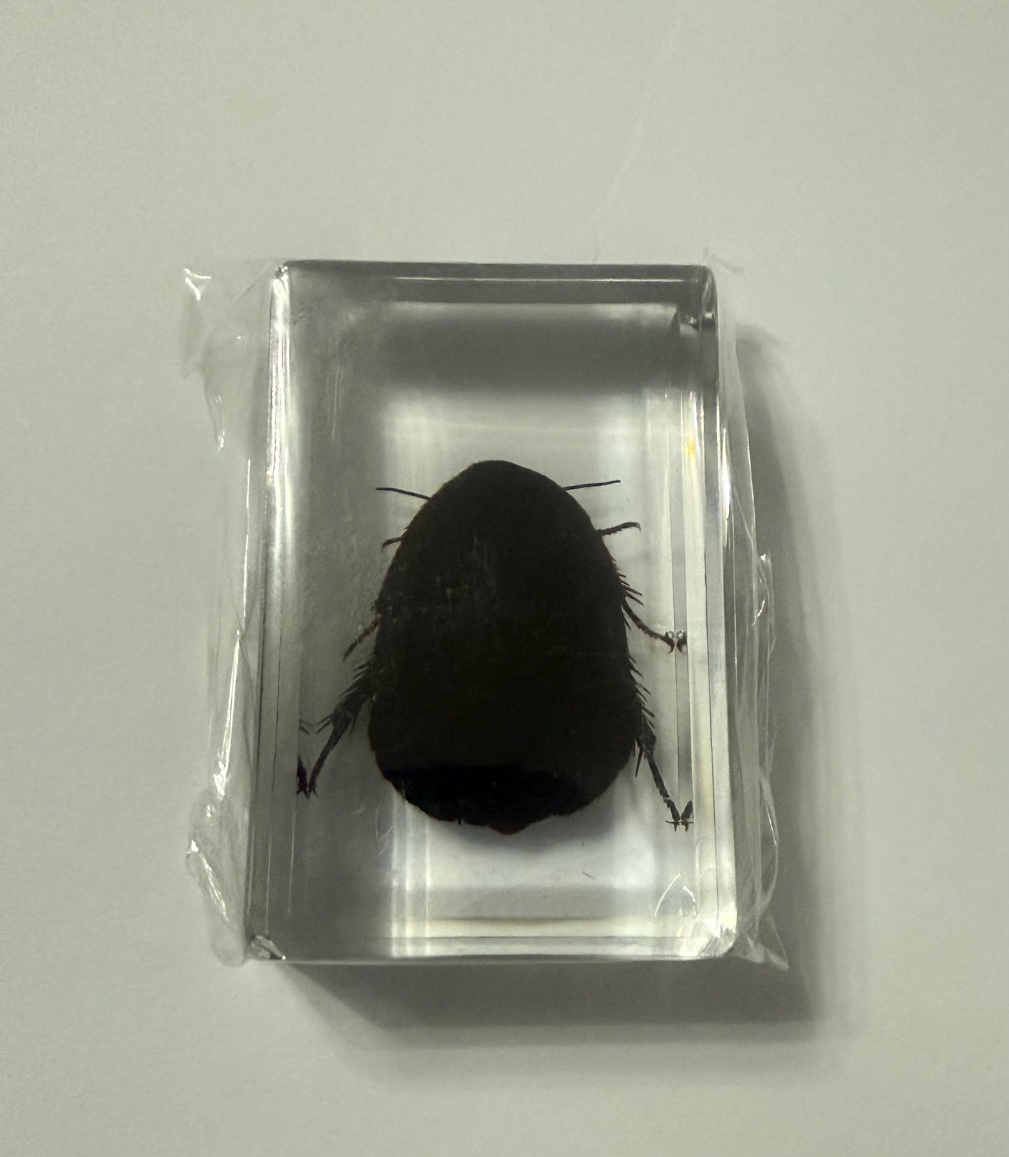 Surinam Cockroach (Pycnoscelus surinamensis) Entomology Specimen