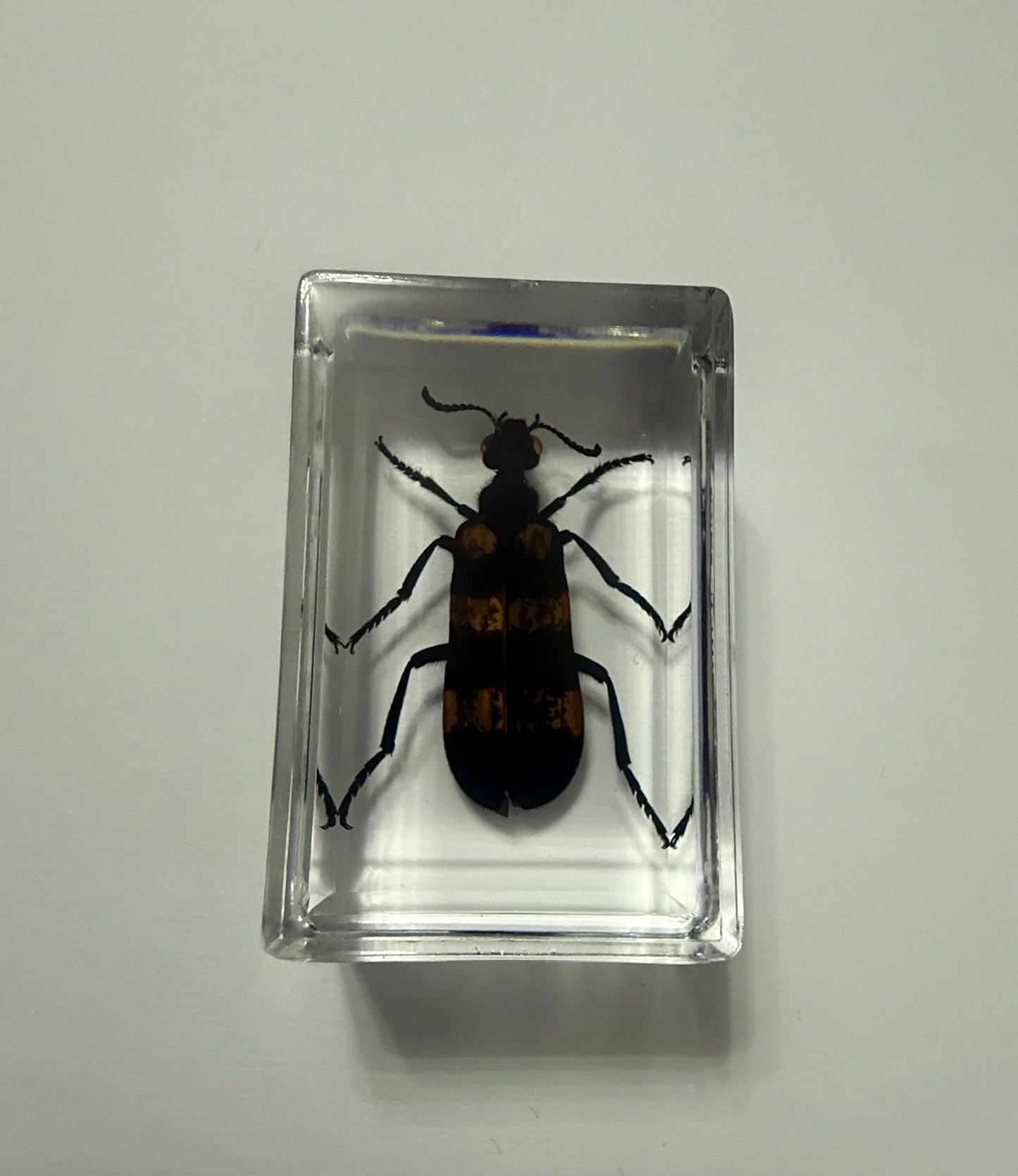 Blister Beetle (Mylabris variabilis) Entomology Specimen