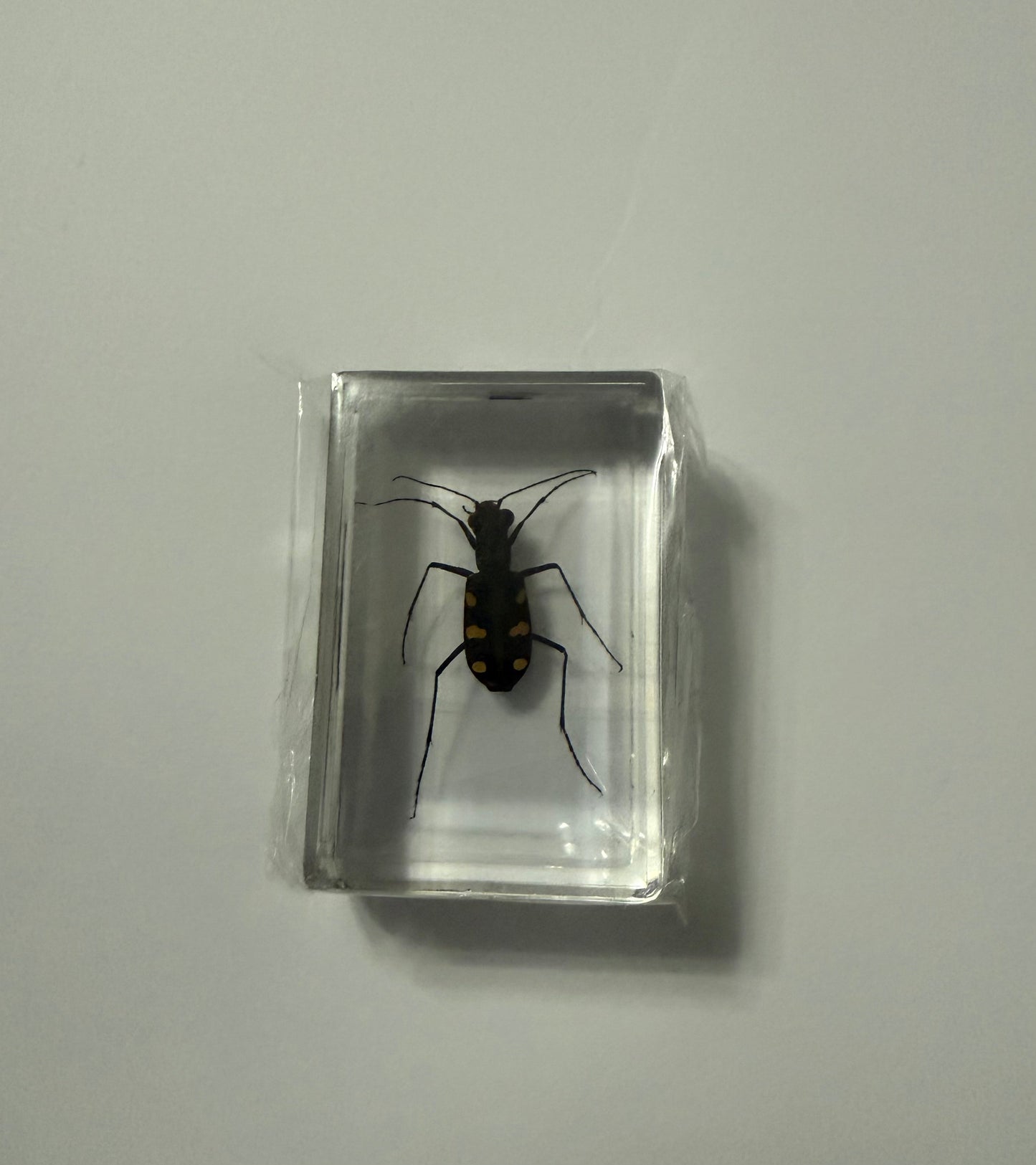 Eight Star Tiger Beetle (Cosmodela batesi) Entomology Specimen