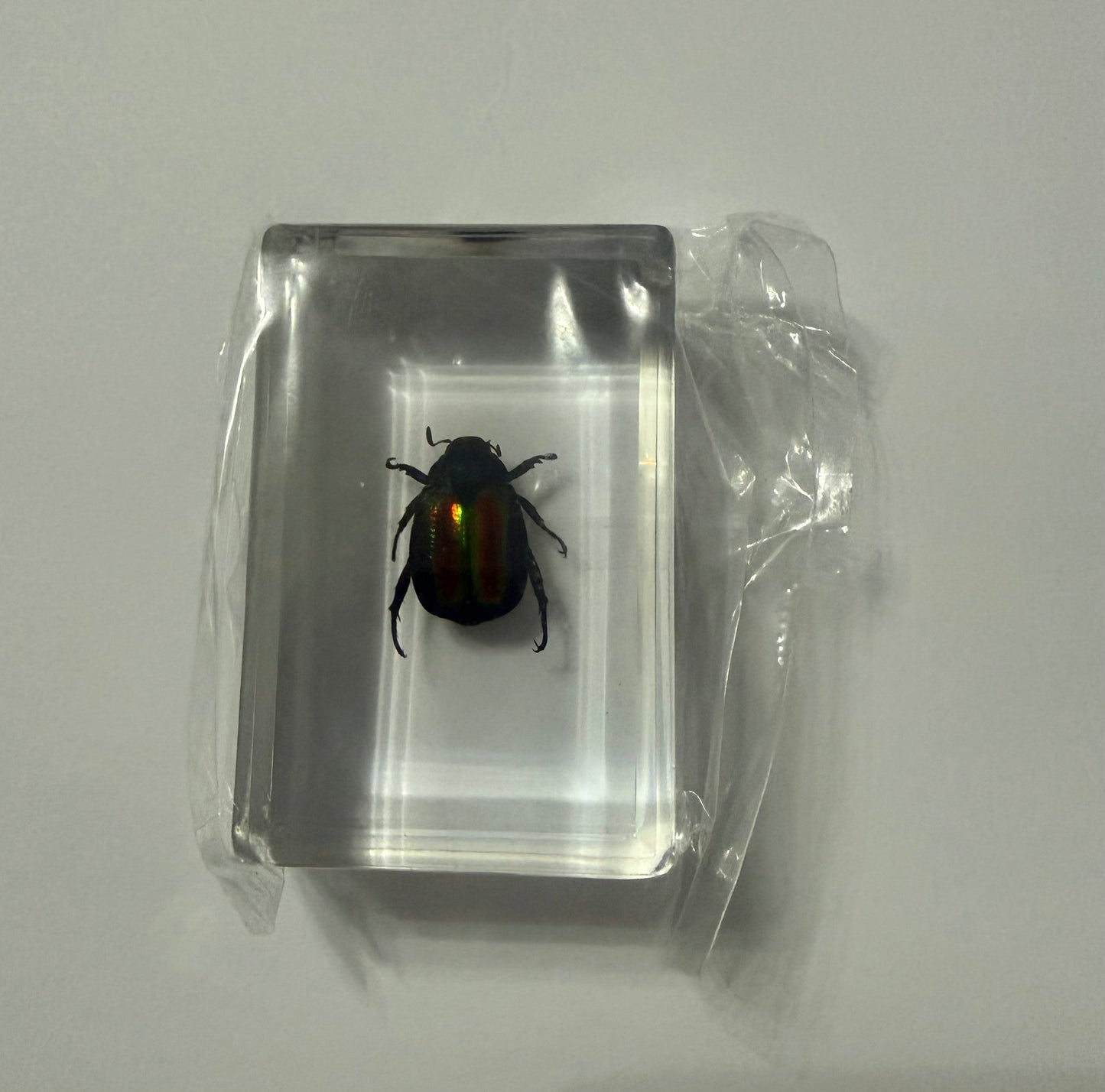 Dead-Nettle Leaf Beetle (Fasta fastuosa) Entomology Specimen