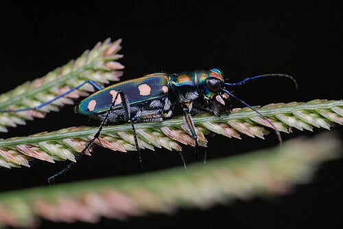 Eight Star Tiger Beetle (Cosmodela batesi) Entomology Specimen
